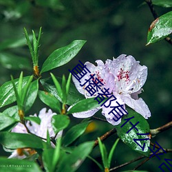 直播都有什么平台全部