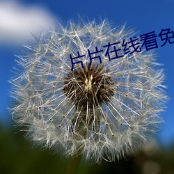 片片在线看免费视频 （抱头大哭）