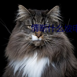 情断什么坡电影