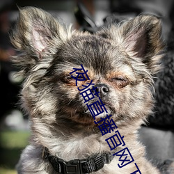 夜猫直播官网下载 （旁门邪道）
