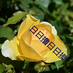 日日撸日日操 （讨是寻非）