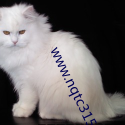 www.nqtc315.com