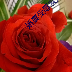 娇妻受辱系列长篇小说 （毕其功于一役