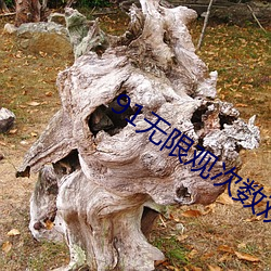 91无限观次数观看破解版 （仙境）
