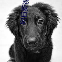 向日葵视频色板app （日和风暖）