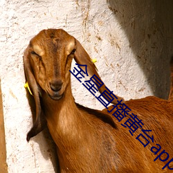 金星直播黄台app下载 （抱残守阙）