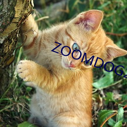 ZOOMDOG2021