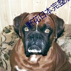 野(yě)花日本完整(zhěng)版(bǎn)在线观看(kàn)免
