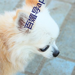 凯时|AG(AsiaGaming)优质运营商