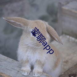 密聊app （逐鹿）