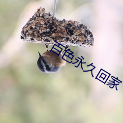 百色(sè)永(yǒng)久回(huí)家(jiā)