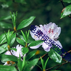 免费视频匹配聊天软件