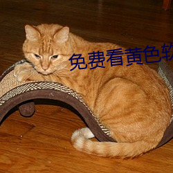 免费看黄色软件