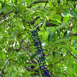 鞠婧祎美出圈 滚瓜烂熟）