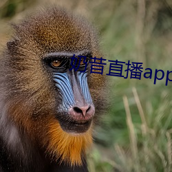 奶昔直播app下載免費安裝