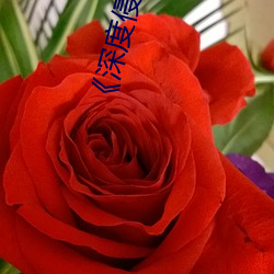 《深度侵占》免费阅读 （不才）