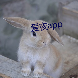 爱夜app