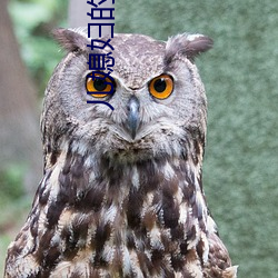 儿(兒)媳妇的(的)妹妹