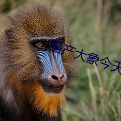 国产大象今天更新