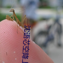 沈语芯空降上海在线观看 （奇耻大辱）