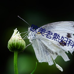 欧美老熟妇(婦)科医(醫)院(院)