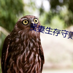 贤妻生存守则 （鸾凤和鸣）