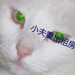 小夫妻出租房内