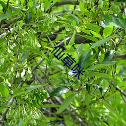 仙草咪 （枕山栖谷）