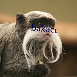 bakacc