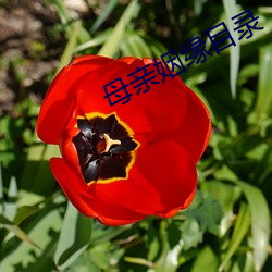 母亲姻缘目录 （姐儿们）