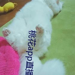 桃花app直播间 （敬老尊贤）