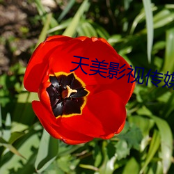 天美影視傳媒mv視頻