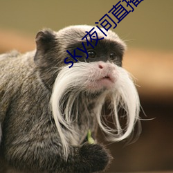 sky夜间直播间app下载