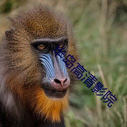 半島高清影院