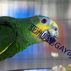 GAYɲ