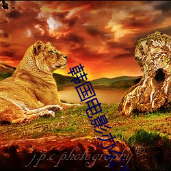 韩(hán)国电(diàn)影(yǐng)办公室3免费完整版