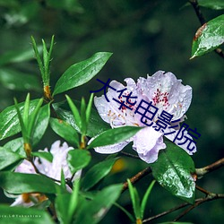 大华电影院 （神超形越）