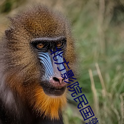 北方影院(yuàn)民(mín)国警花