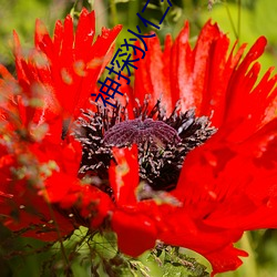 神探狄(dí)仁杰(jié)第六部