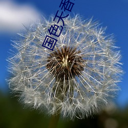 国色天香影视(shì)