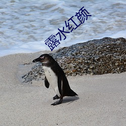 露水红颜