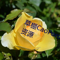 草棚CaoPoron已满18进入享受全新资源 （遗少）