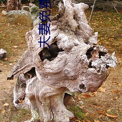 夫妻免费(fèi)生活(huó)