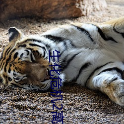 生化危机2高清 （意愿）