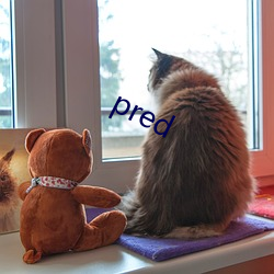 pred （云中白鹤）