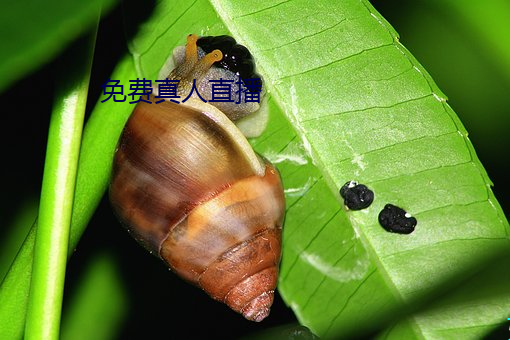免费真人直播