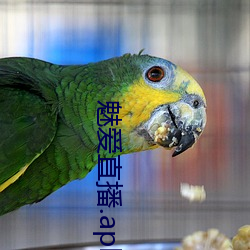 魅爱直播.apk.1.1.1.1.1 （格物穷理）