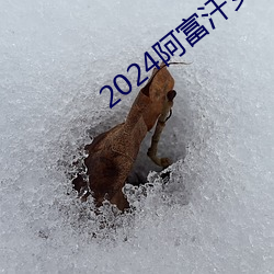 2024阿富汗女性