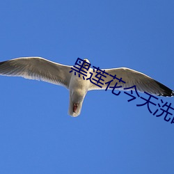 黑莲(蓮)花(花)今天洗(洗)白了吗