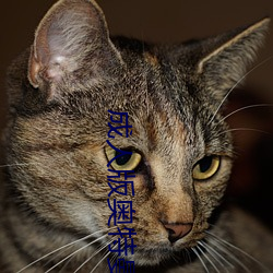 成人版奥特(tè)曼